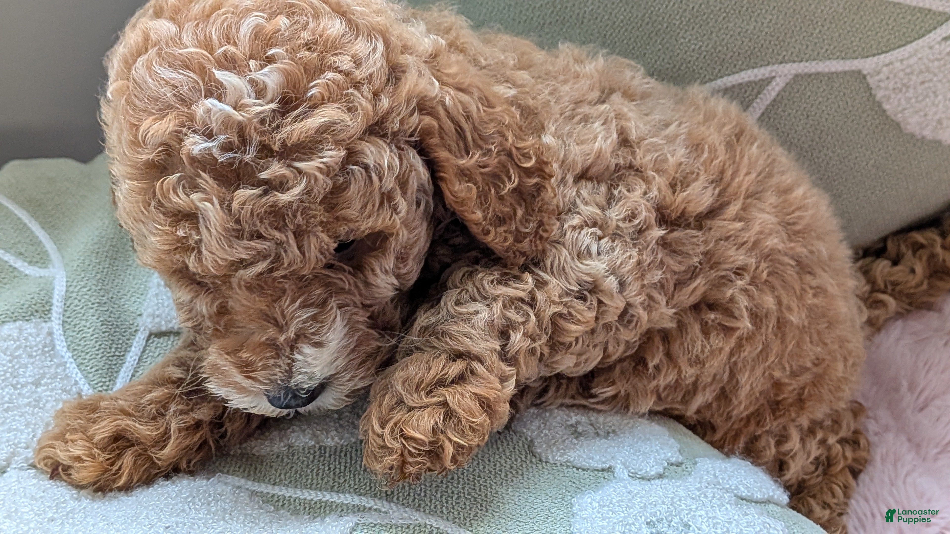 Miniature Poodle dogs Flynn  - Ad 2