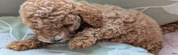 Miniature Poodle dogs for sale: Flynn  - Ad 2