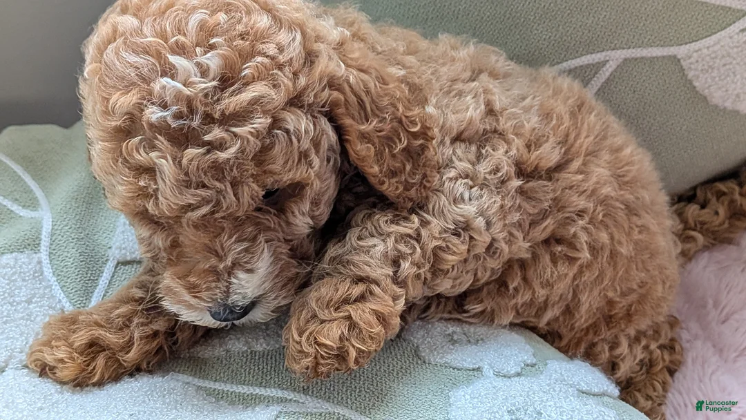 Miniature Poodle dogs for sale: Flynn  - Ad 2