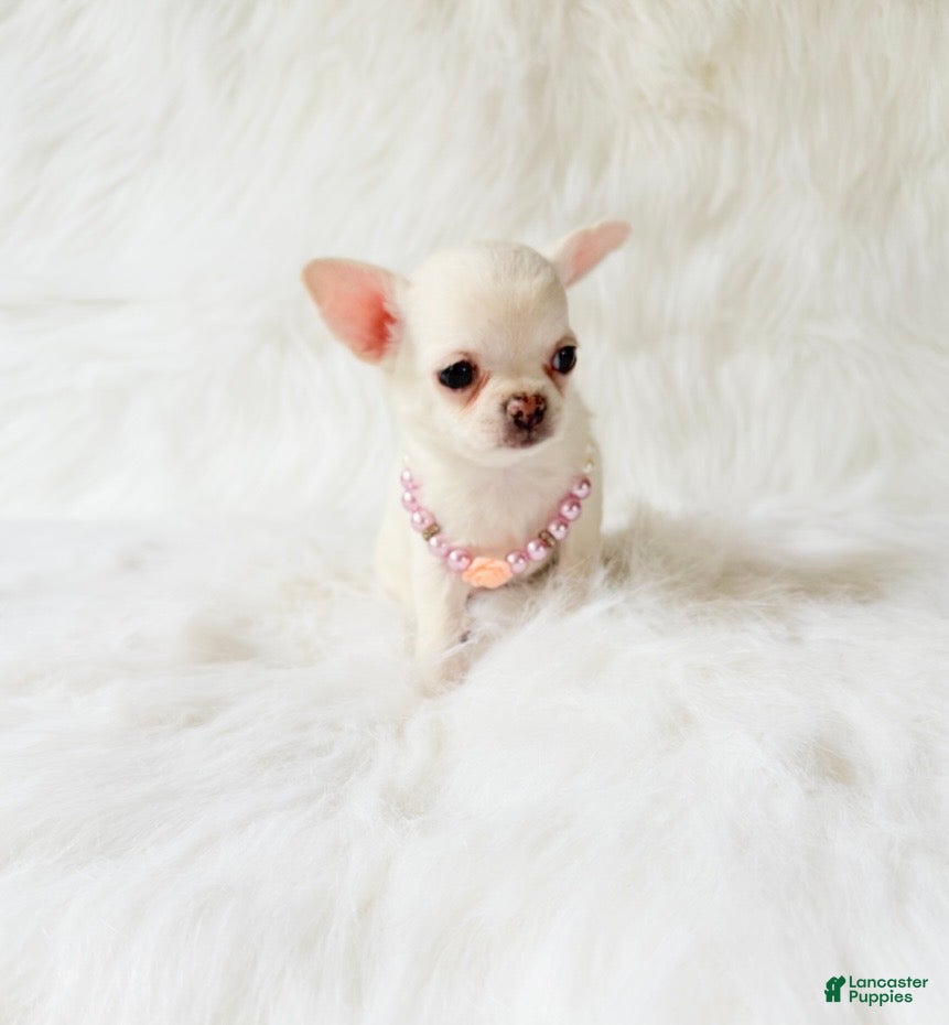 Chihuahua dogs for sale: Liam - Ad 1