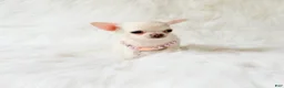 Chihuahua dogs for sale: Liam - Ad 1