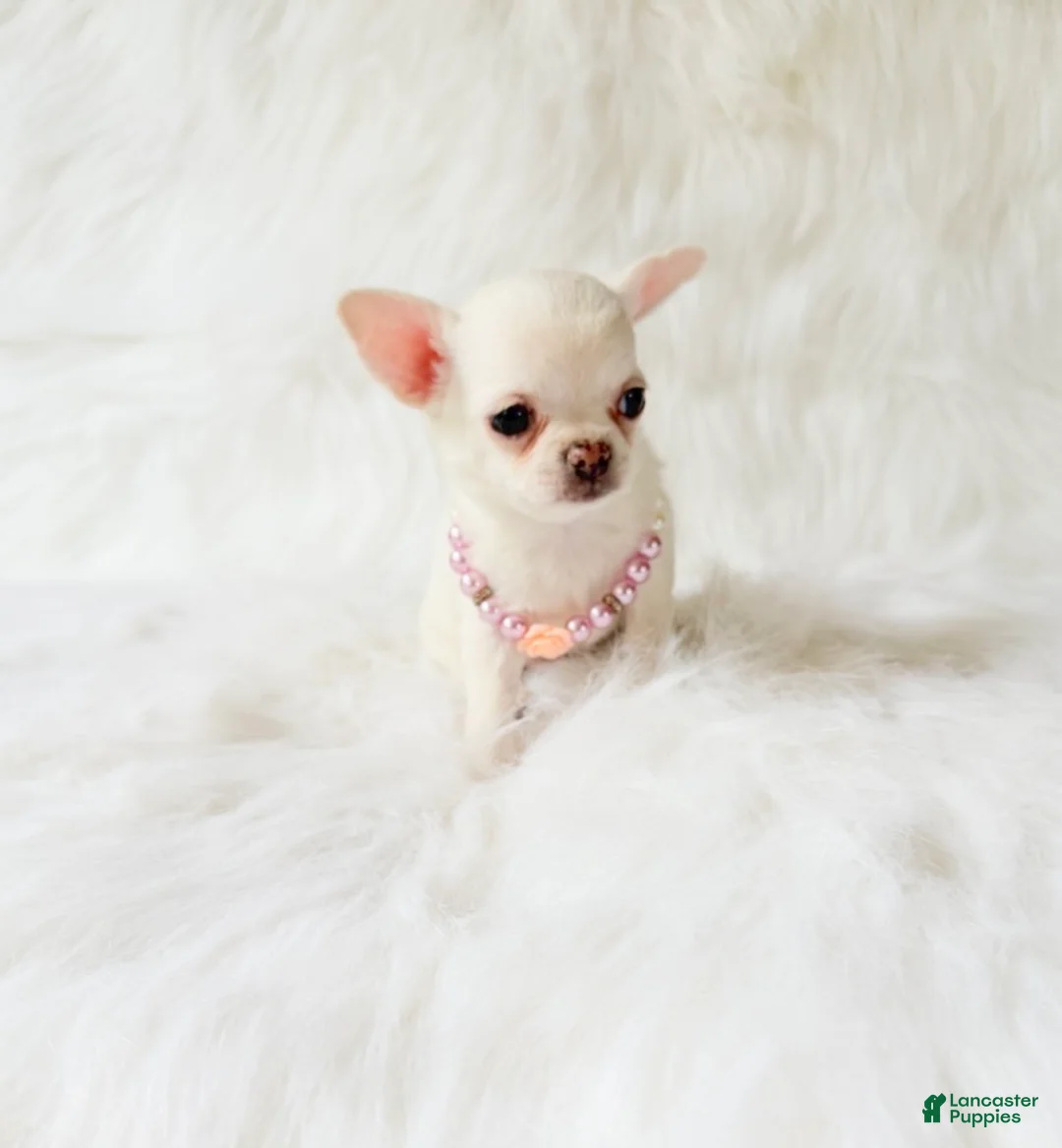 Chihuahua dogs for sale: Liam - Ad 1