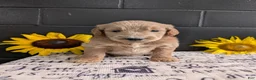 Goldendoodle dogs for sale: Libby  - Ad 11