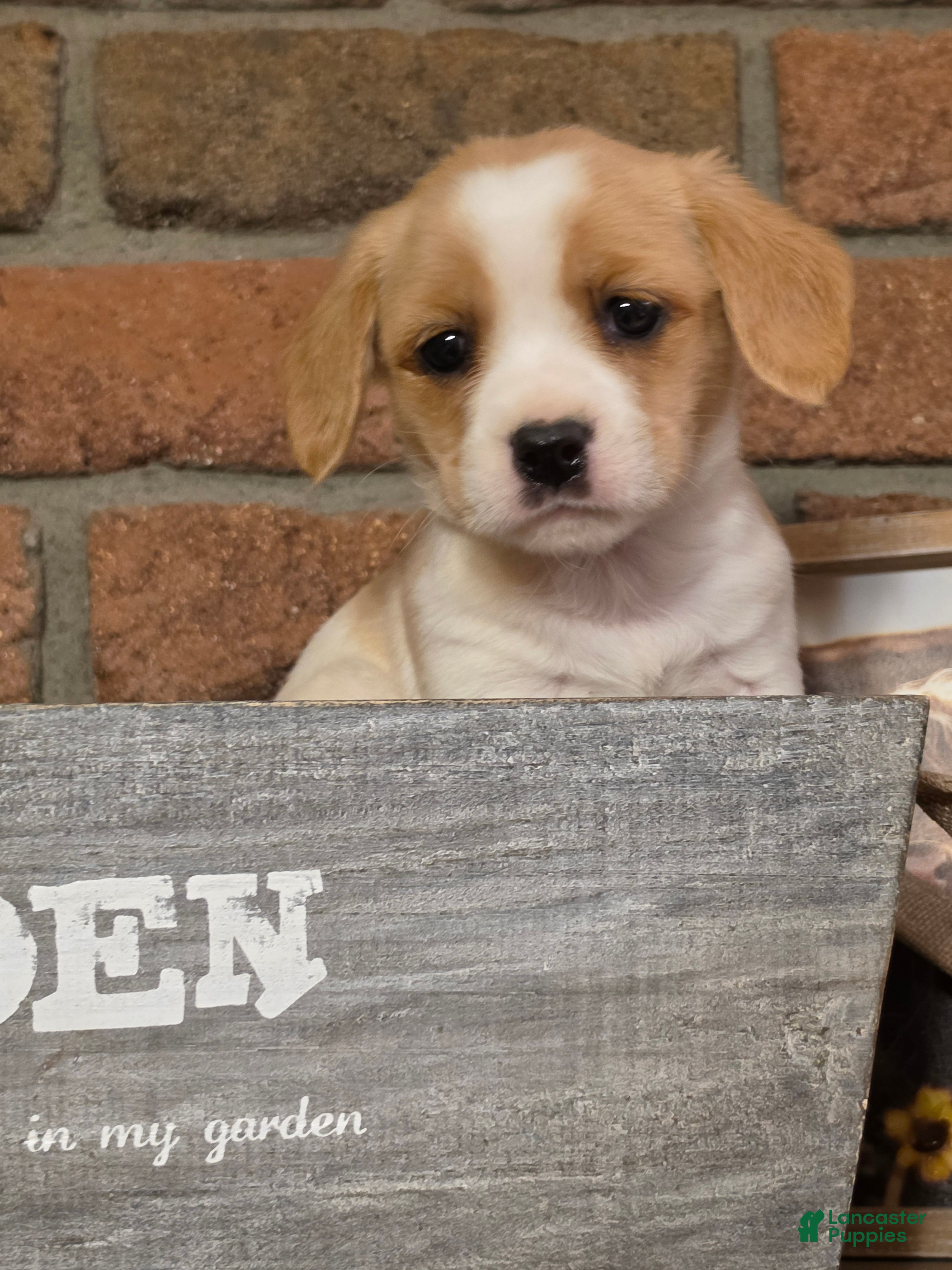 Cavapoo dogs Coco puff - Ad 3