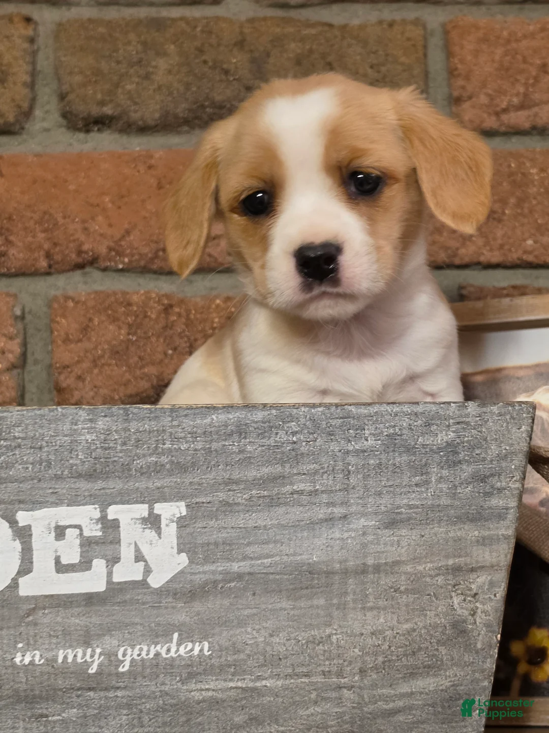 Cavapoo dogs for sale: Coco puff - Ad 1