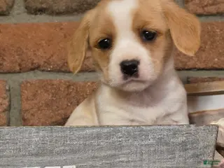 Cavapoo dogs Coco puff - Ad 3