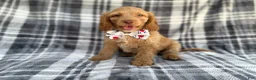Cockapoo dogs for sale: Trout - Ad 5