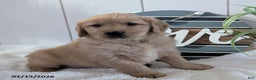 Golden Retriever dogs for sale: Sylvan - Ad 4