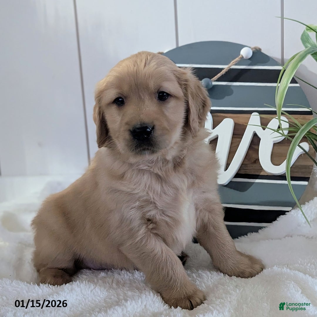 Golden Retriever dogs for sale: Sylvan - Ad 4