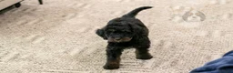 Bernedoodle dogs for sale: Olympic - Ready Now! - Ad 8