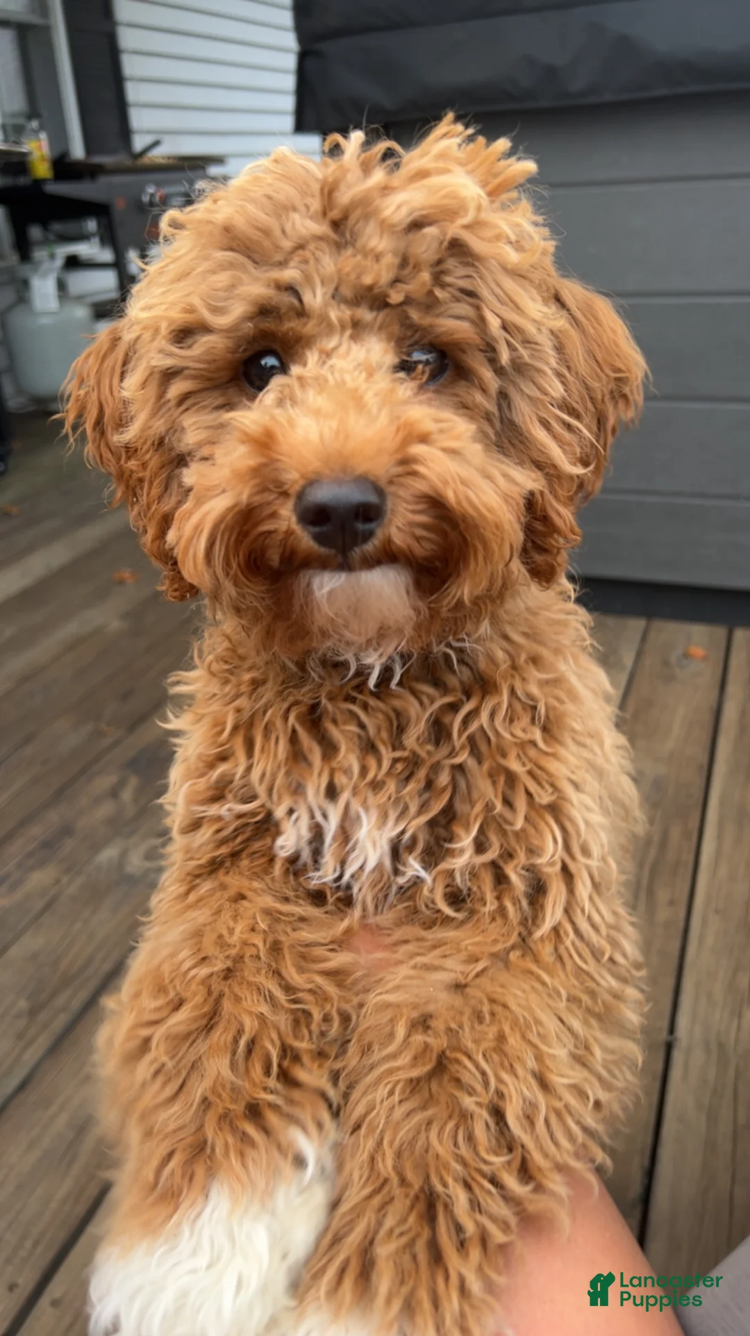 Mini Goldendoodle dogs for sale: Chewy  - Ad 11