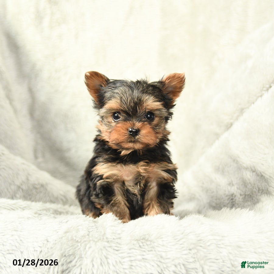 Yorkshire Terrier dogs Pixie - Ad 35