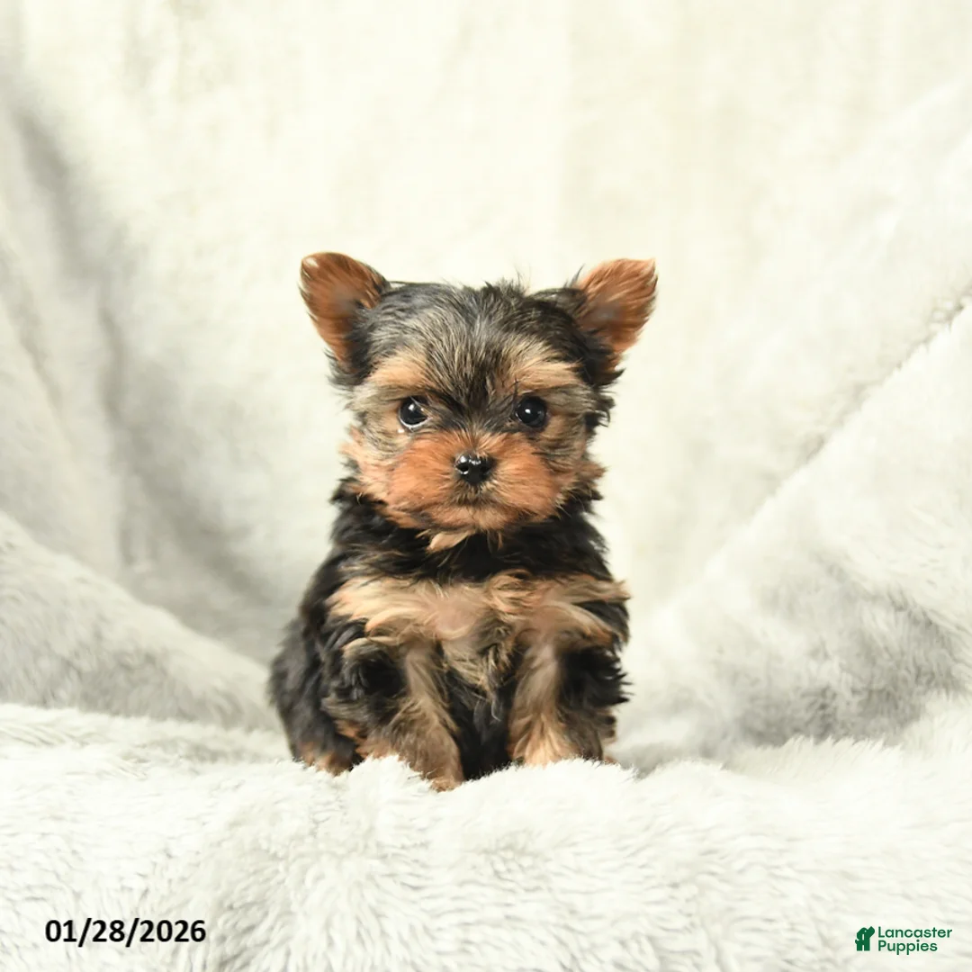 Yorkshire Terrier dogs for sale: Pixie - Ad 1