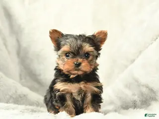 Yorkshire Terrier dogs Pixie - Ad 35