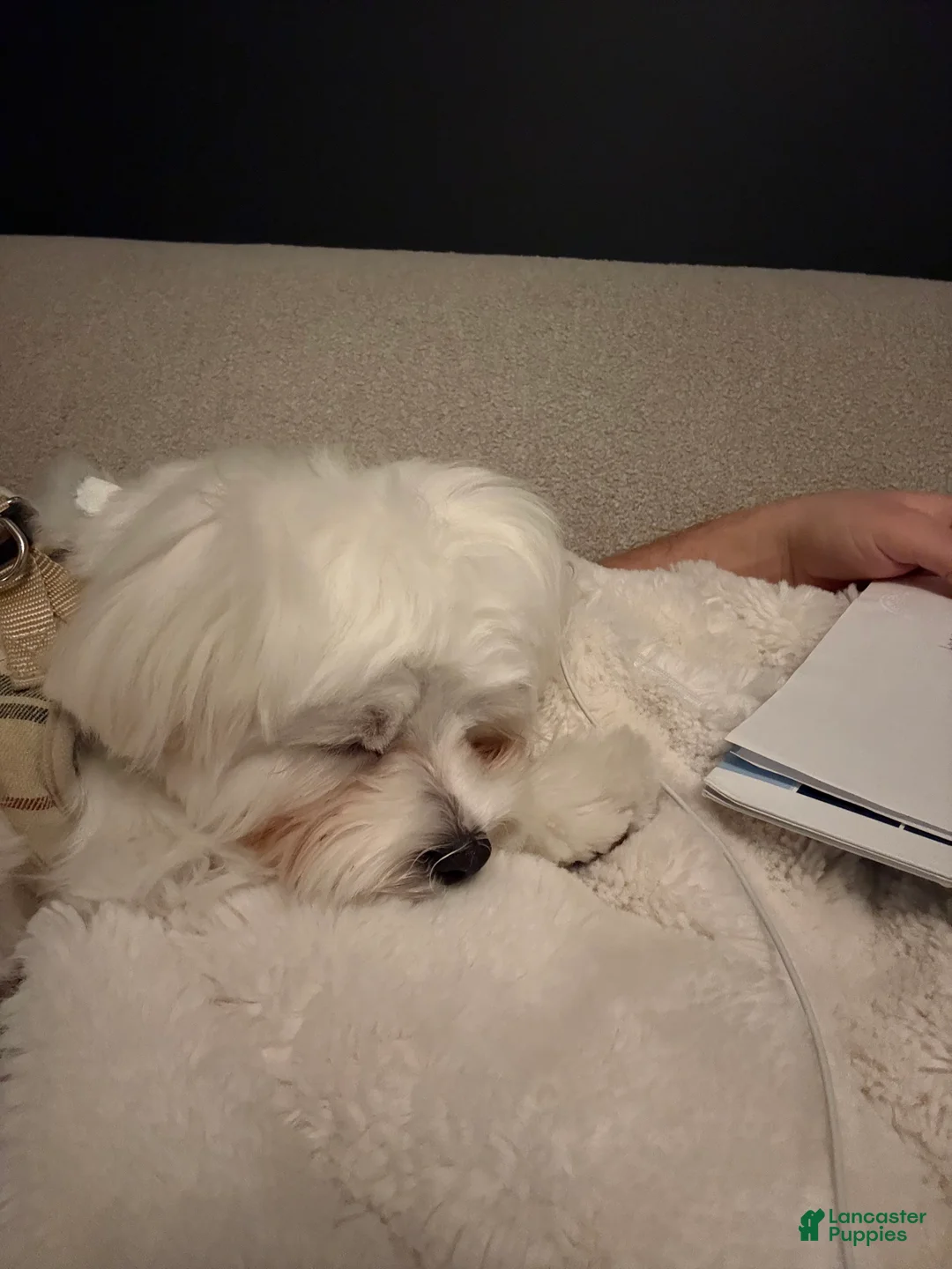 Maltese dogs for sale: Maltese Puppy 1 - Ad 7