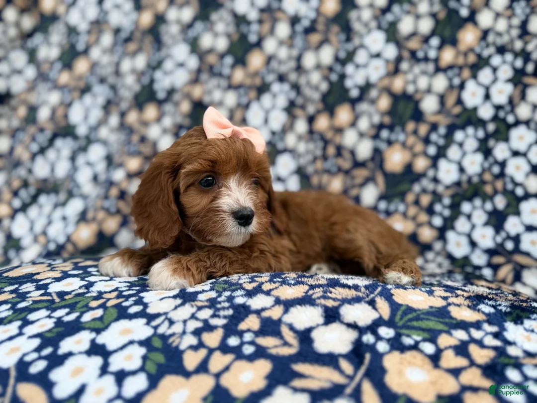 Cavapoo dogs for sale: Jubalee - Ad 2