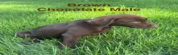 Labrador Retriever dogs for sale: Brown - Ad 3