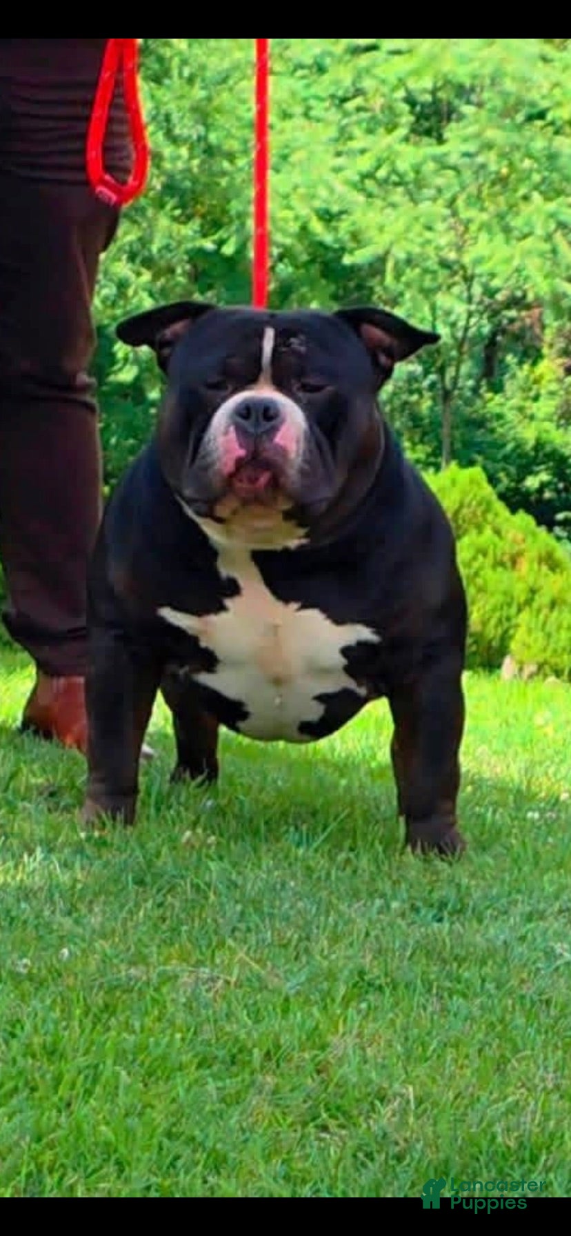 American Bully dogs Father - Ad 13