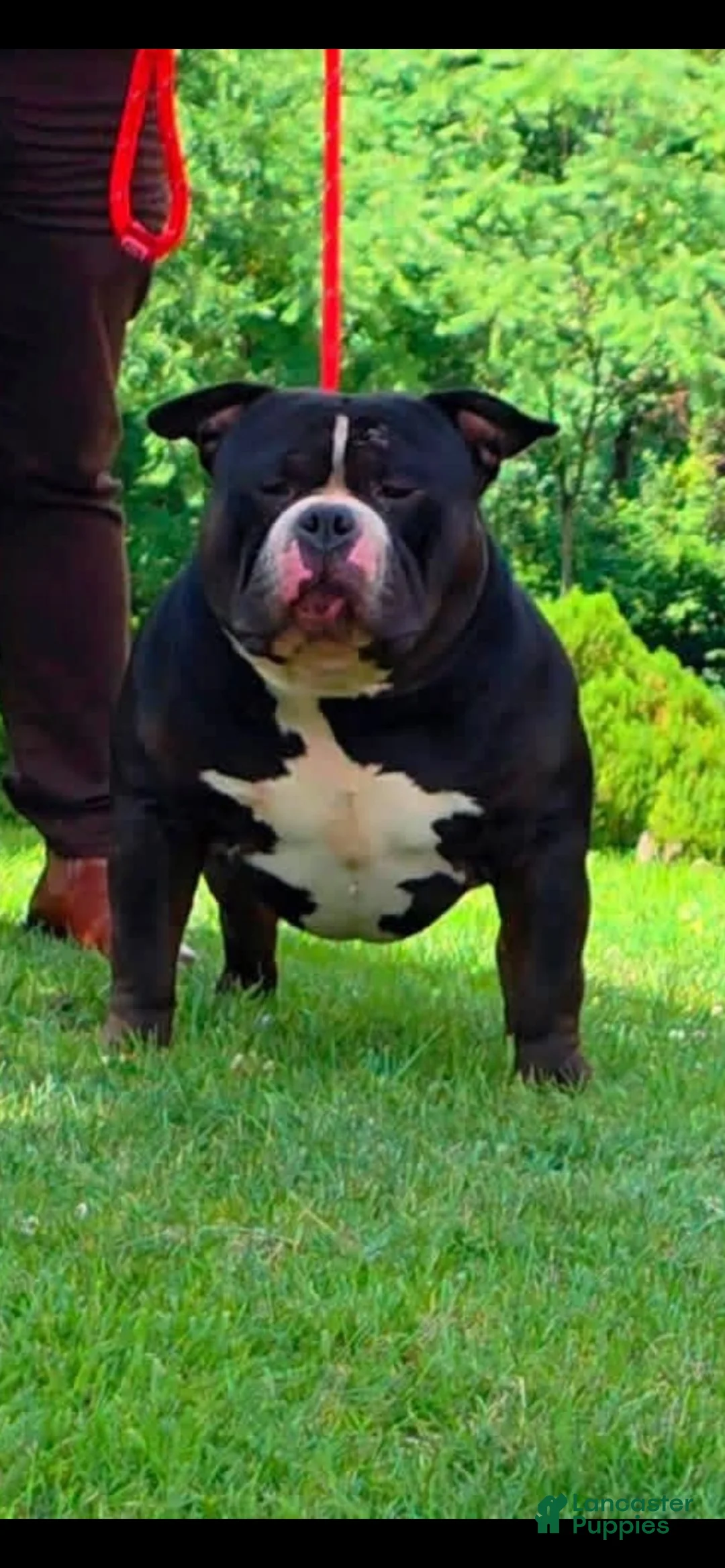 American Bully dogs for sale: Father - Ad 1