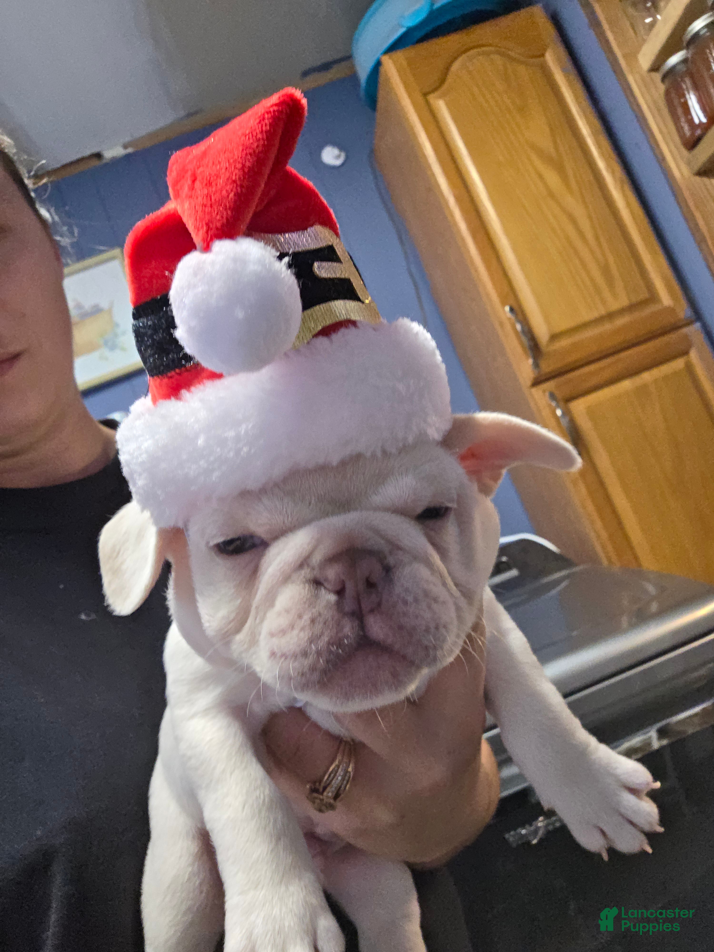 French Bulldog dogs French Bulldog Puppy 1 - Ad 31