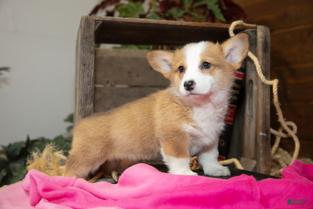 Welsh Corgi Pembroke dogs for sale: Emma - Ad 2