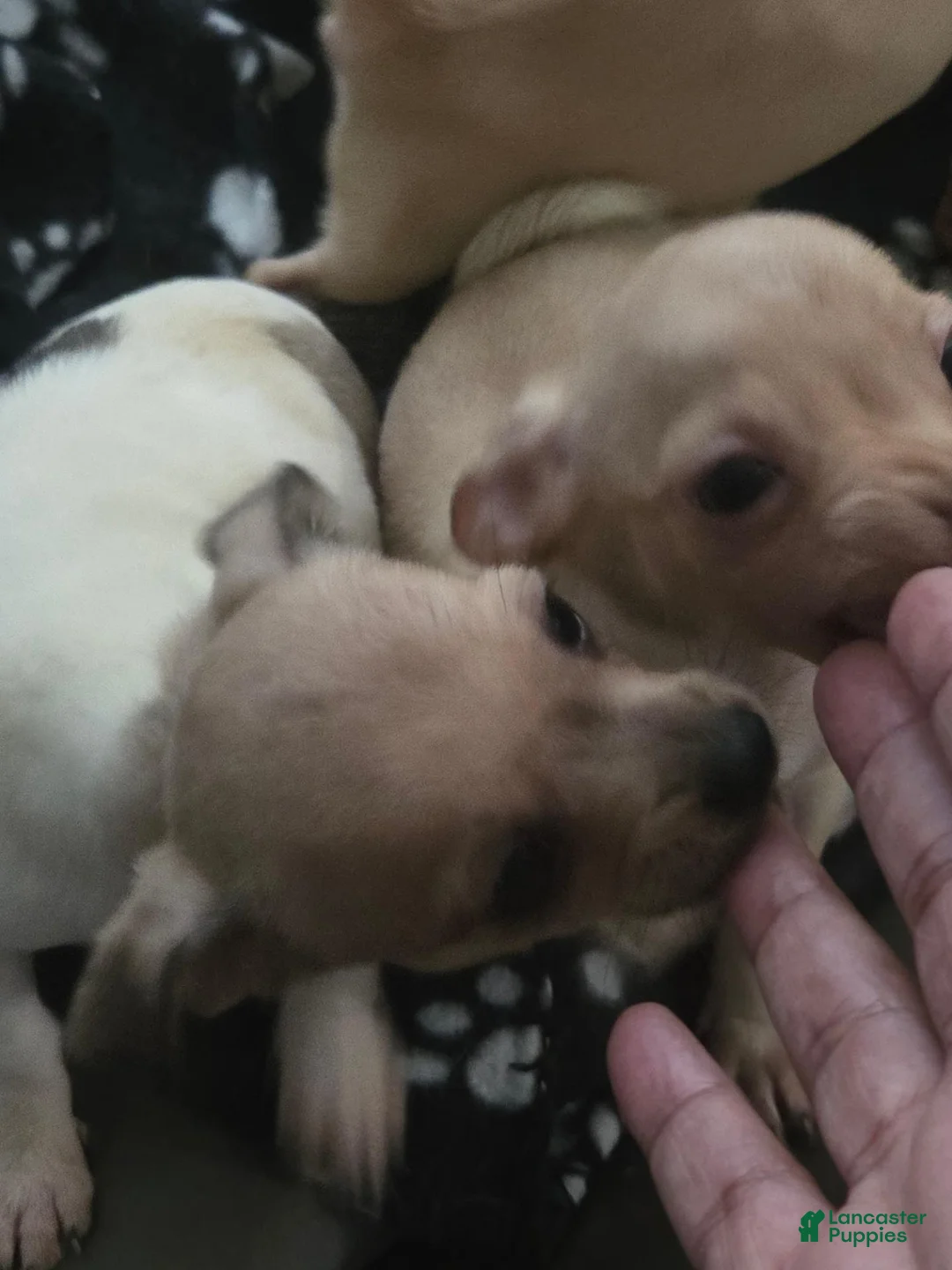 Chihuahua dogs for sale: Chihuahua 1 - Ad 5