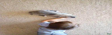 Anatolian Shepherd 11