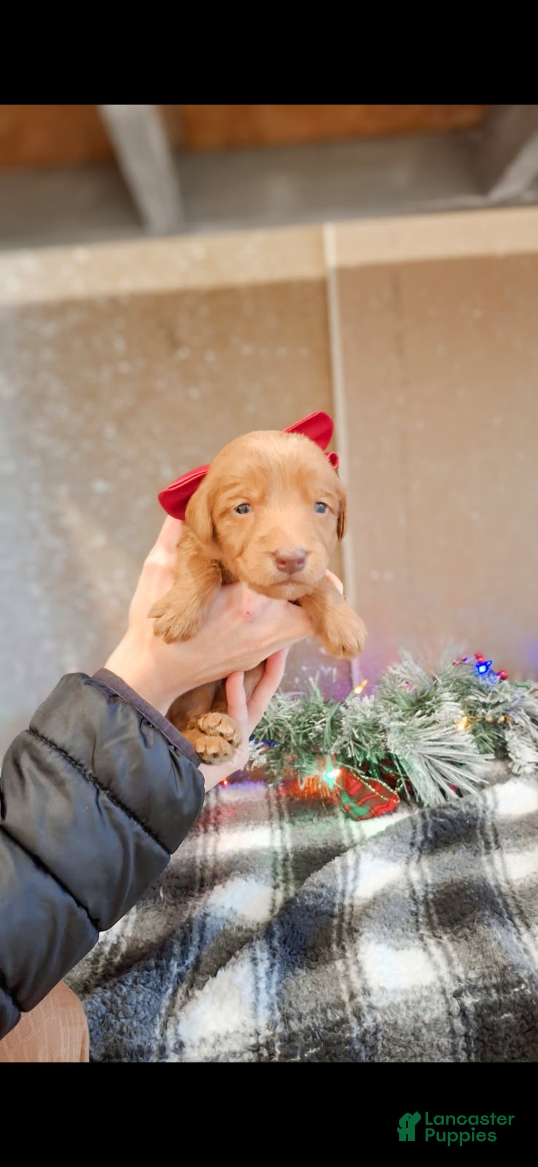 Mixed Breed dogs for sale: Joy - Ad 1