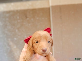 Mixed Breed dogs Joy - Ad 23