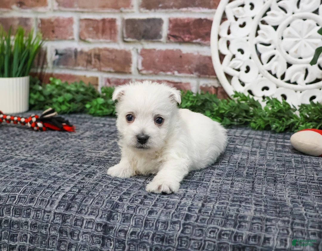 West Highland Terrier dogs for sale: Oscar  - Ad 2