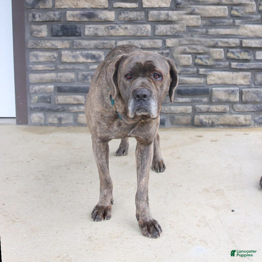 Cane Corso dogs for sale: Mia  - Ad 2