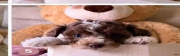 Cockapoo dogs for sale: Kylie - Ad 3