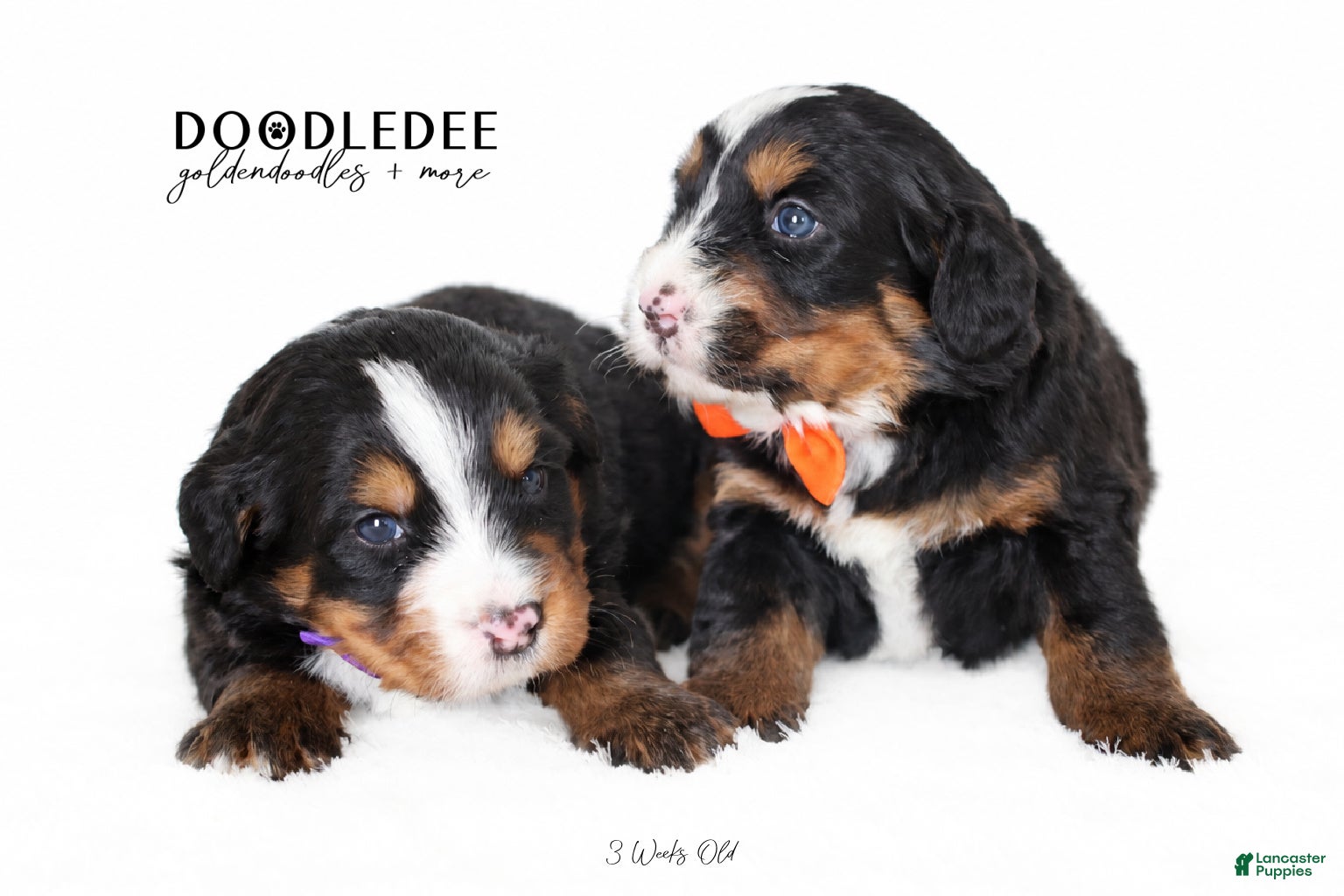 Bernedoodle dogs Ultra Bernedoodle Puppies - Ad 1