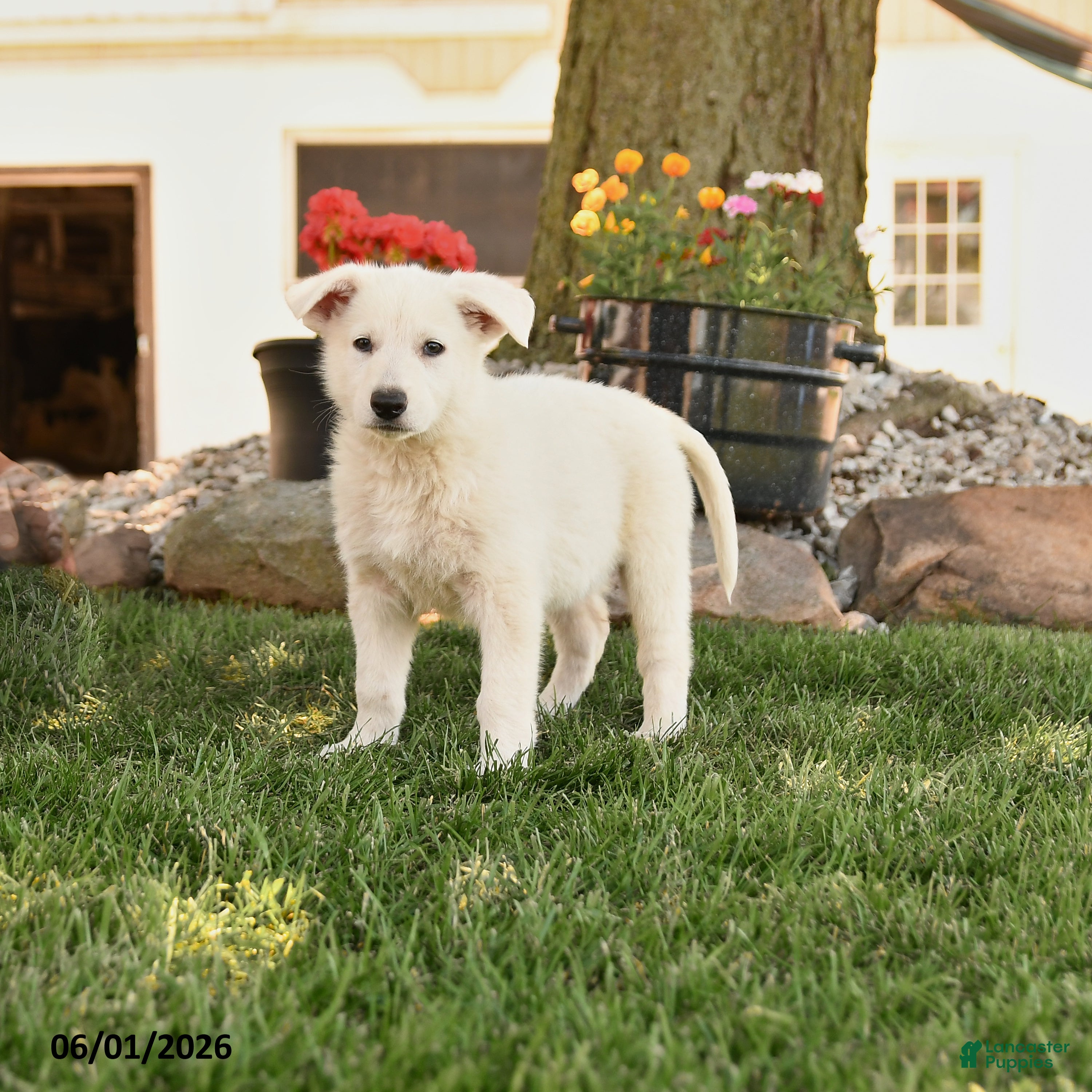 German Shepherd dogs Summer - Ad 1