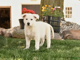 German Shepherd dogs for sale: Summer - Ad 1