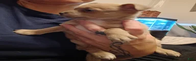 Carlos
