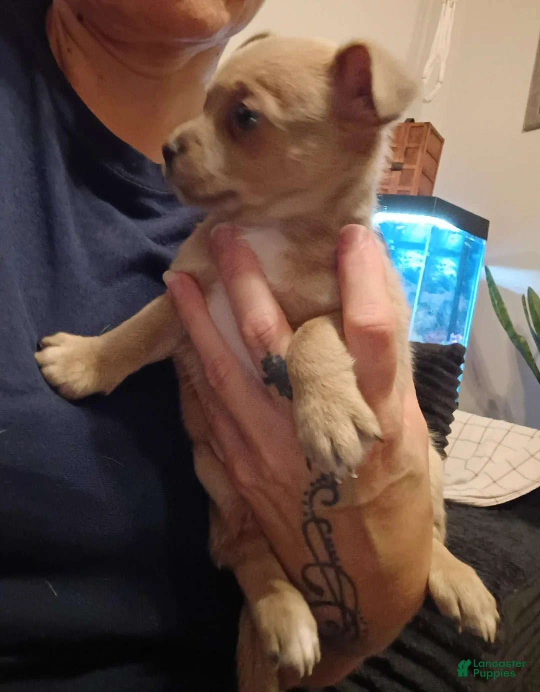 Chihuahua dogs for sale: Carlos - Ad 1