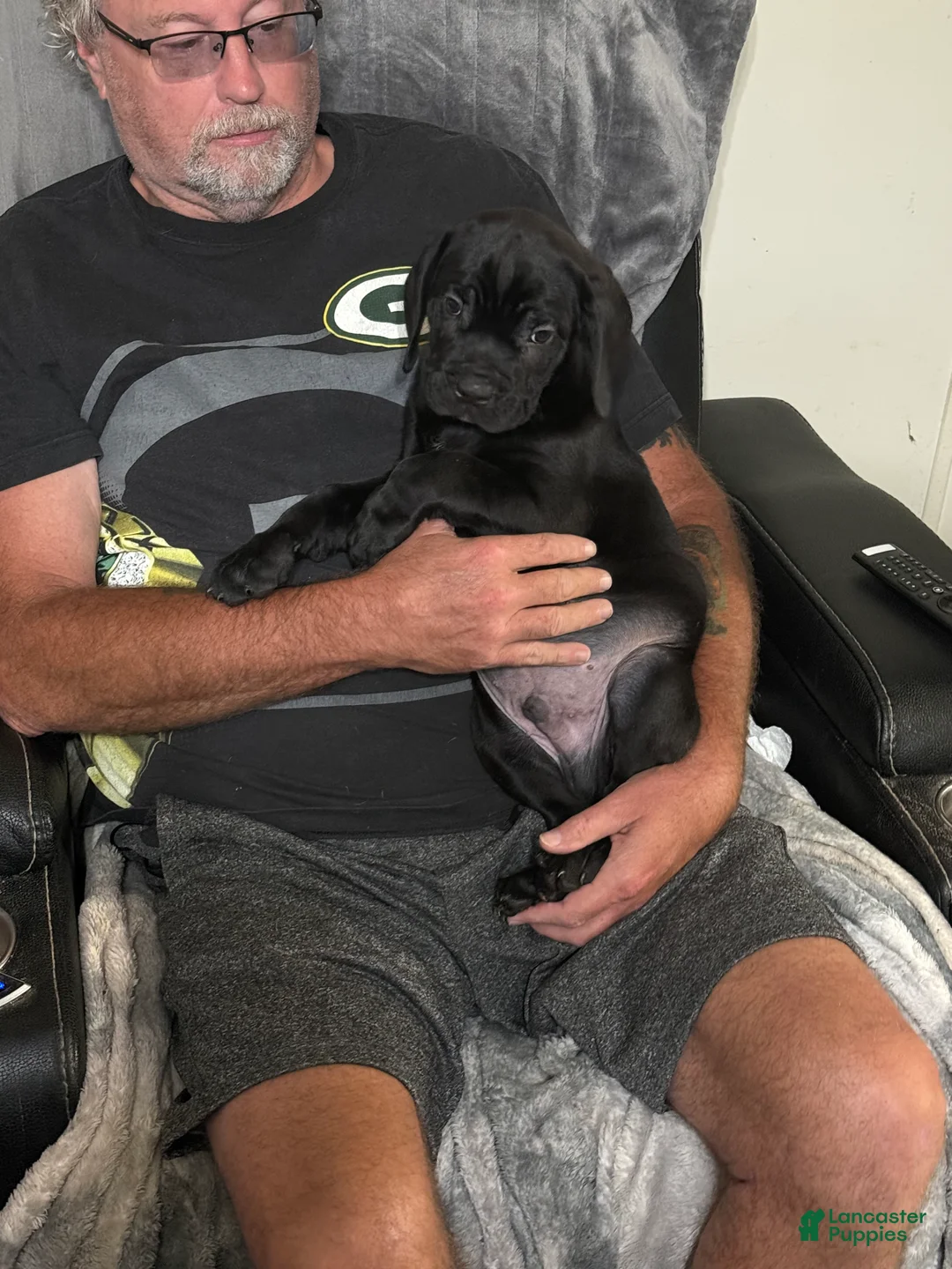 Cane Corso dogs for sale: Zeus - Ad 2