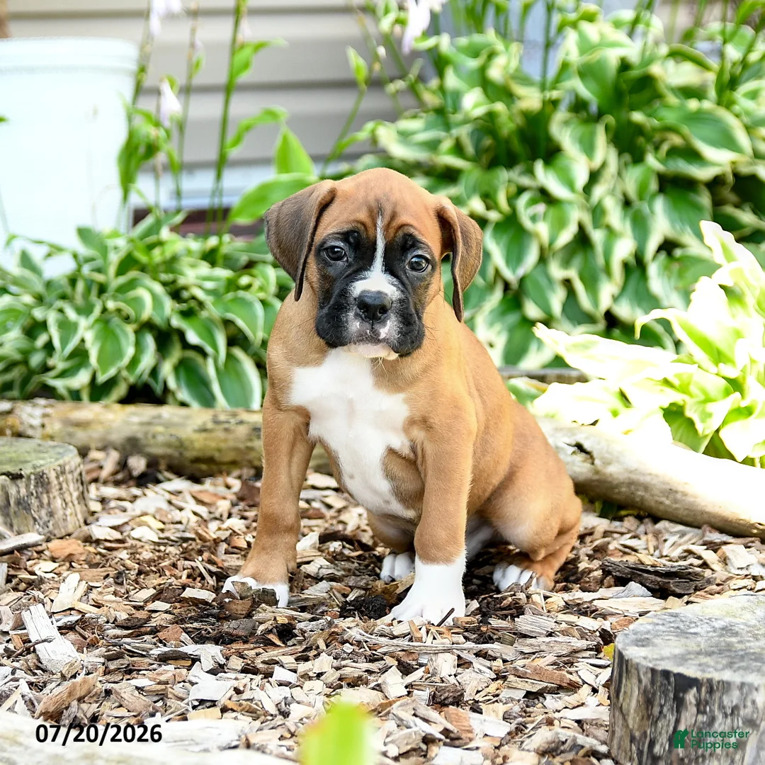 Boxer dogs for sale: Bennett - Ad 3