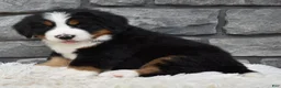 Bernese Mountain Dog dogs for sale: Brady - Ad 4