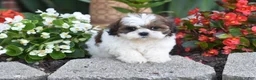 Shih Tzu dogs for sale: Biscuit - Ad 4