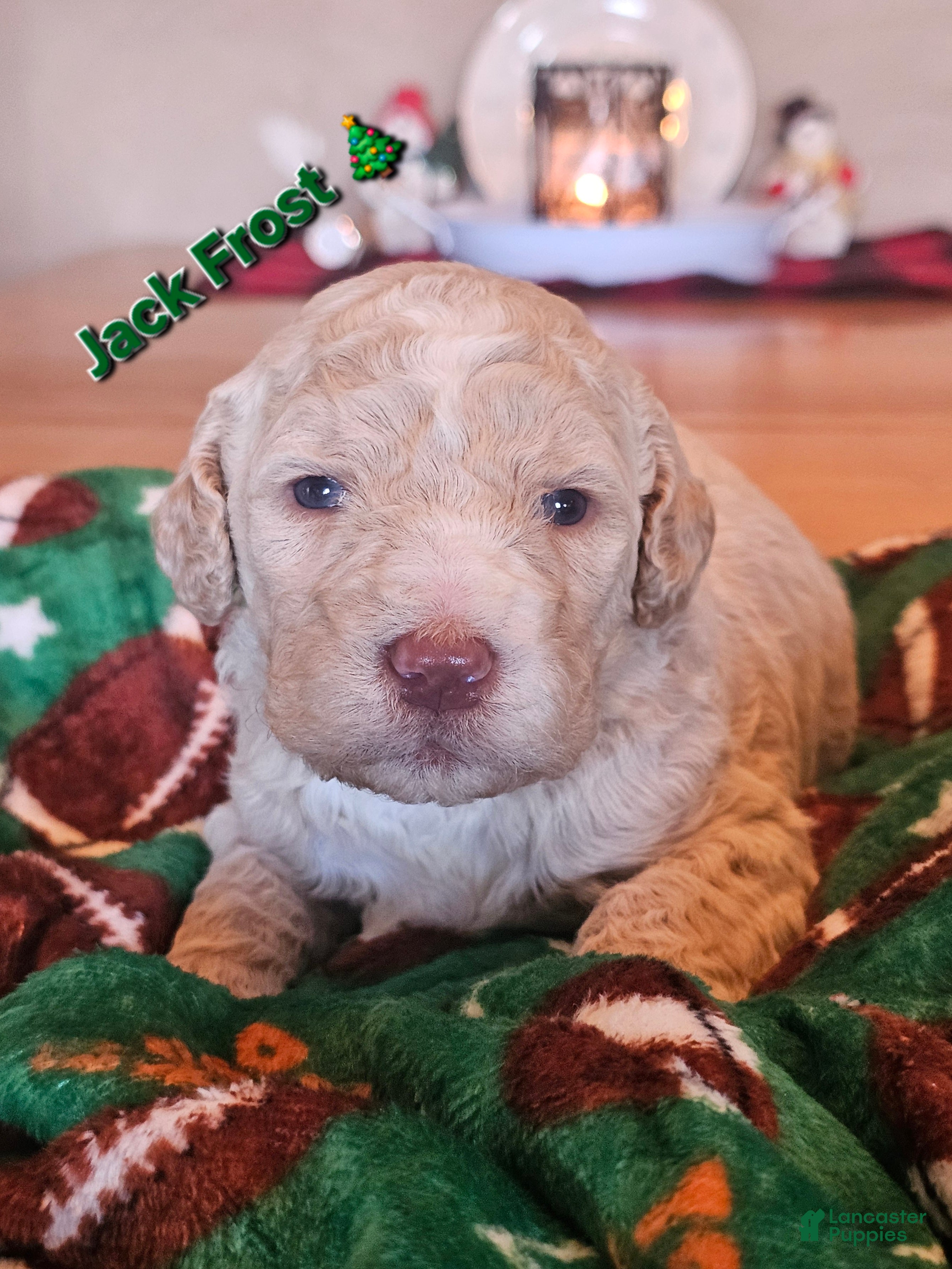 Goldendoodle dogs Jack Frost - Ad 1