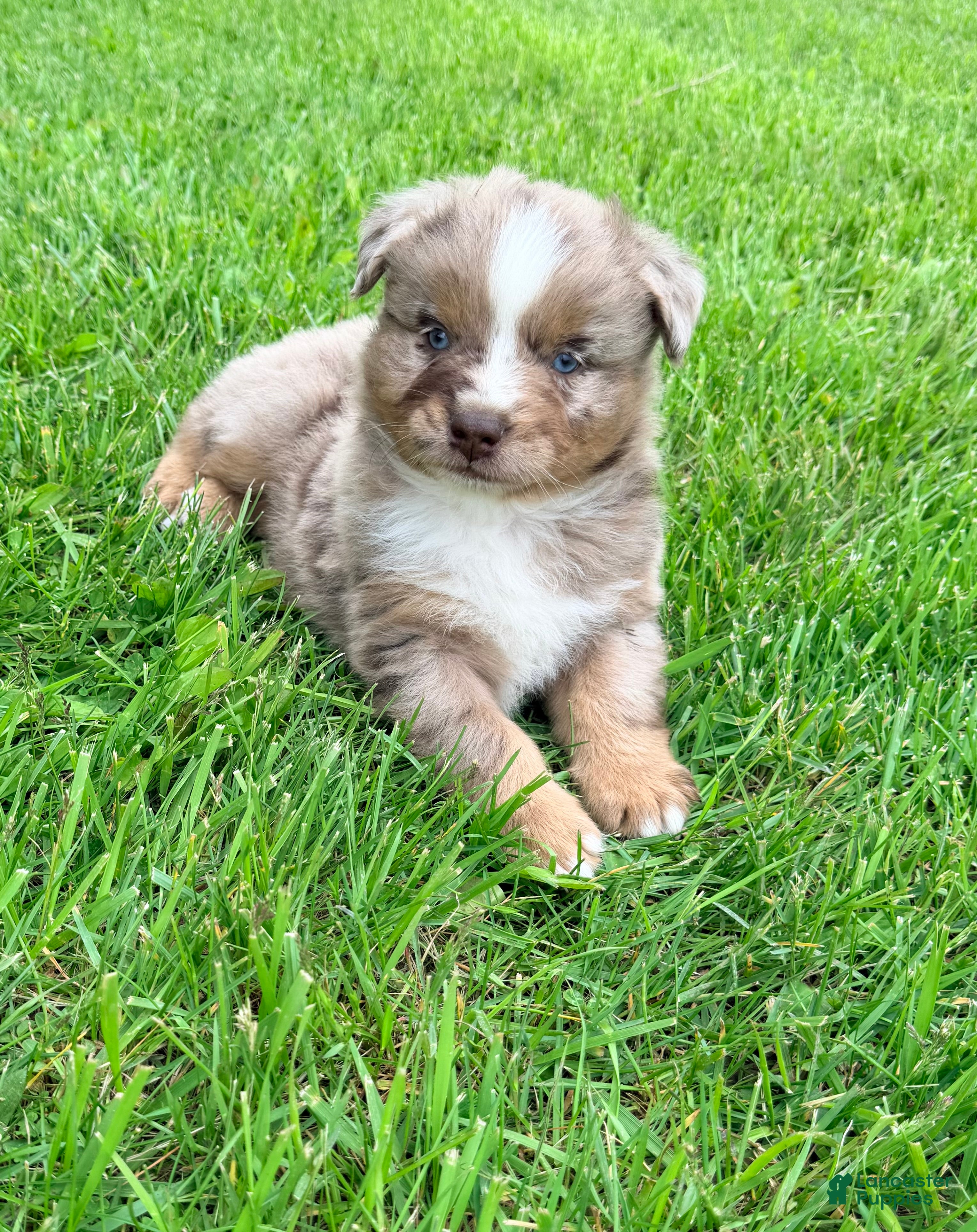 Australian Shepherd dogs Milo - Ad 1