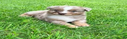 Australian Shepherd dogs for sale: Milo - Ad 1