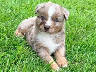 Australian Shepherd dogs for sale: Milo - Ad 1