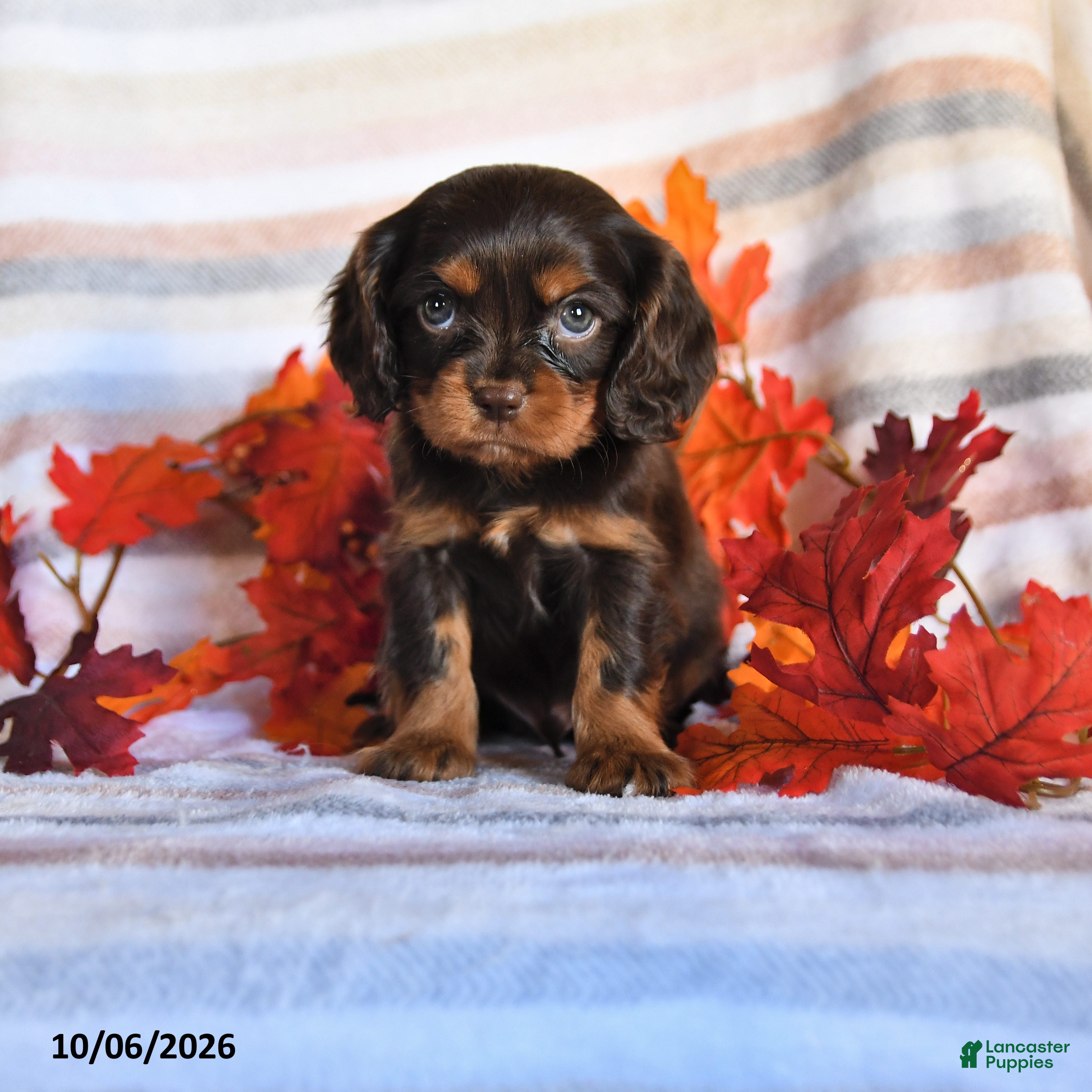 Cavalier King Charles Spaniel dogs Landon - Ad 1