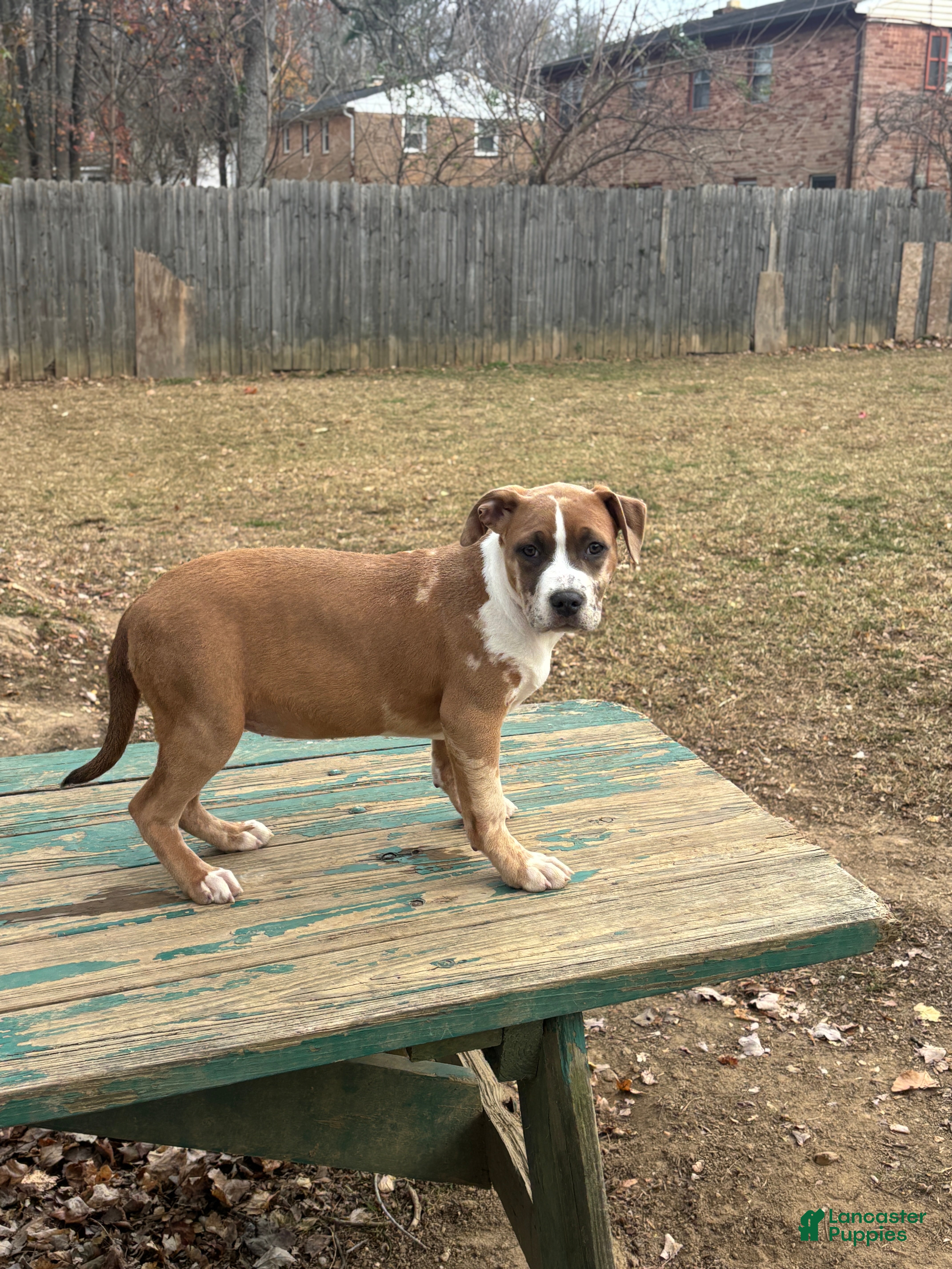 American Bully dogs Xena - Ad 8