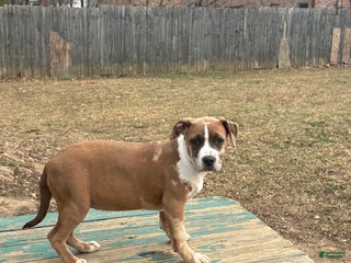 American Bully dogs Xena - Ad 11