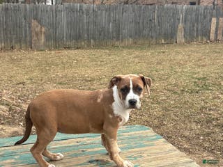 American Bully dogs Xena - Ad 40