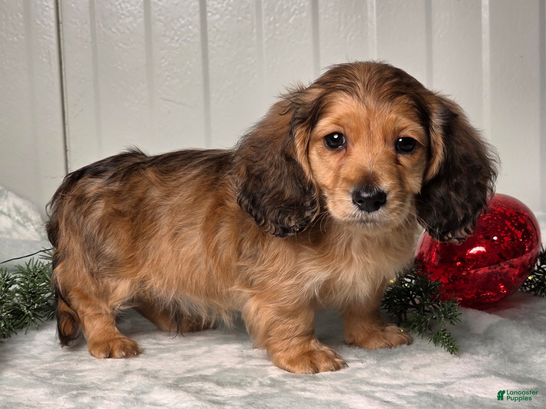 Miniature Dachshund dogs for sale: Shannon - Ad 3